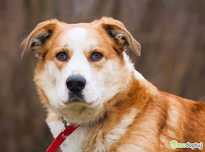 CEZAR - kochany, piękny młody psiak do adopcji