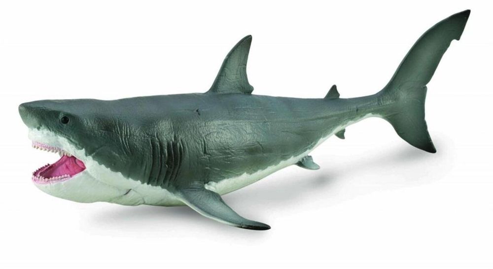 Megalodon ,144x301 mm