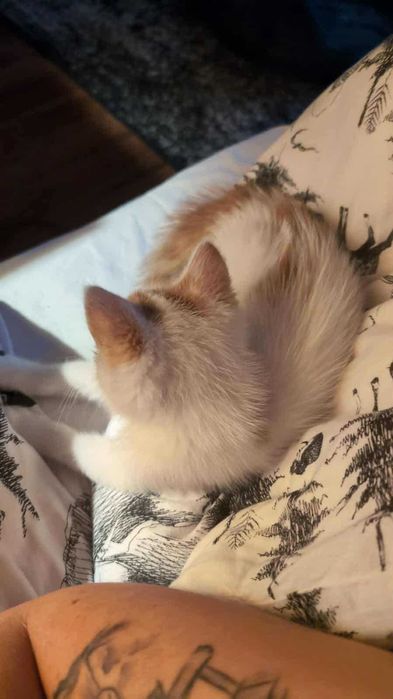 Nelly kocie maleństwo do adopcji