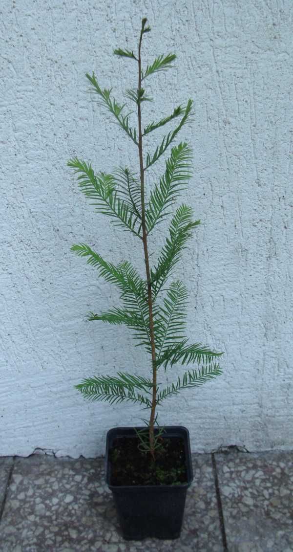 CYPRYŚNIK BŁOTNY Taxodium - sadzonki w doniczkach
