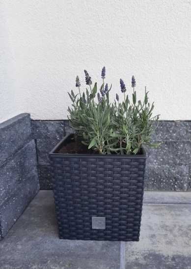 SKRZYNIA DONICA DONICZKA na ogród balkon taras parapet działkę