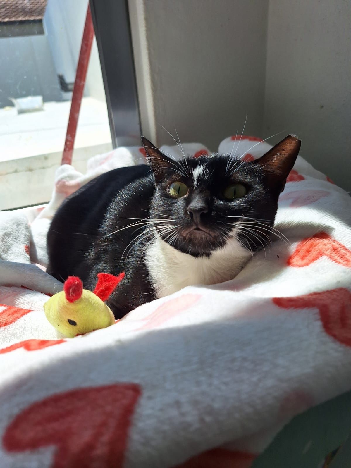 Gatinha esterilizada para adoção