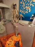Esqueleto para Halloween, decorativo, (90 cm)