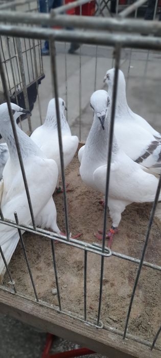 Gołębie jasne i kilka żałobników