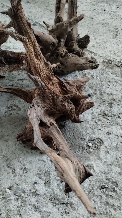 Korzeń naturalny ozdoba