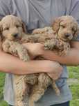 Szczeniak goldendoodle