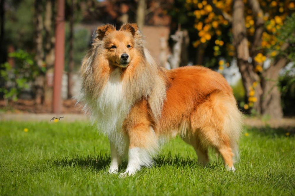 Owczarek szetlandzki, sheltie- piesek