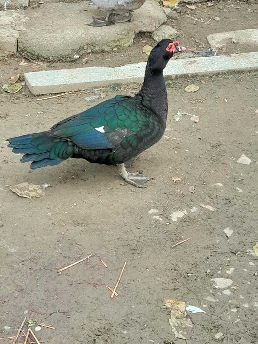 Kaczki pizmowe jednolite perlowe i czarne