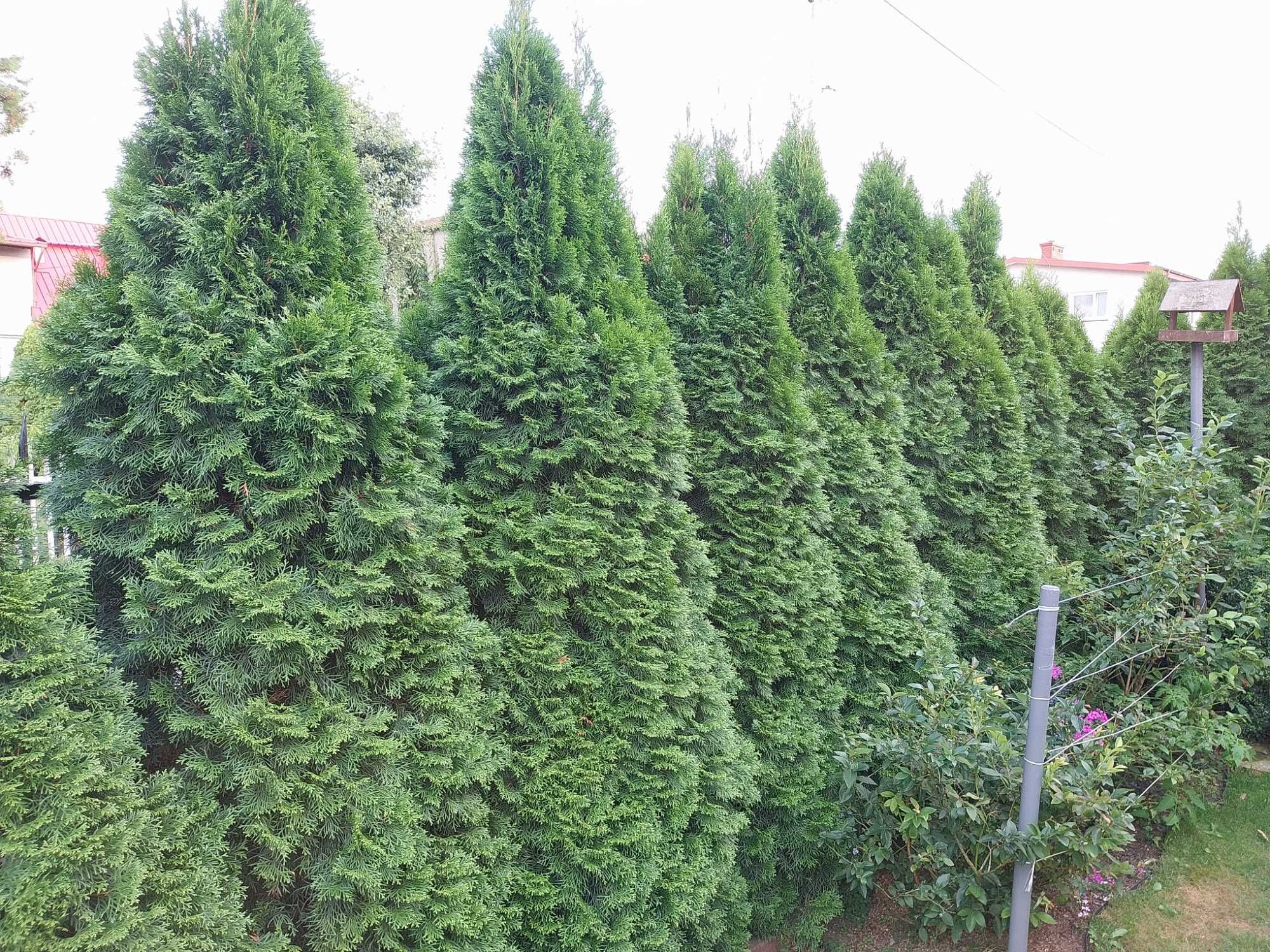 Tuje szmaragd za darmo