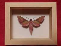 Motyl w ramce 10 x 8 cm . Deilephila elpenor - Zmrocznik gładysz .