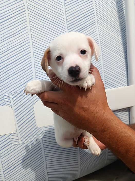 Джек Рассел щенки