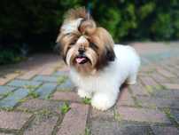 Chłopiec Shih Tzu z dokumentami FCI