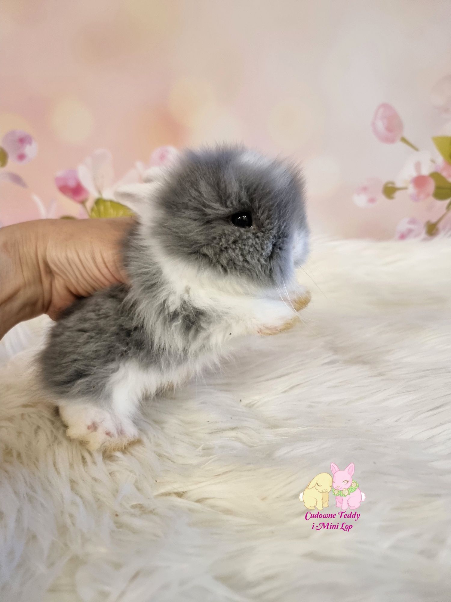 Mini Lopki i karzelek Teddy