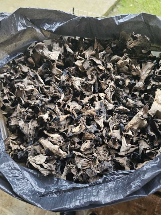 Продам хороший буковий гриб з Закарпаття.