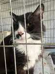 Kot Jackson poleca się do adopcji