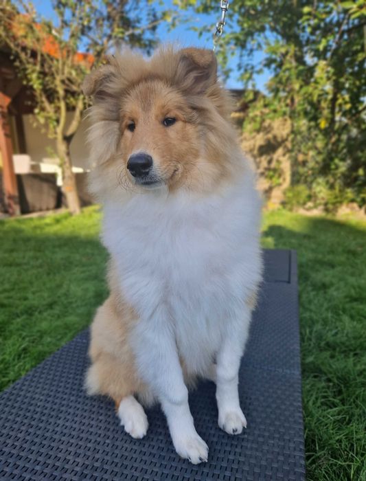 Owczarek szkocki collie długowłosy – piesek z badaniami po Championach