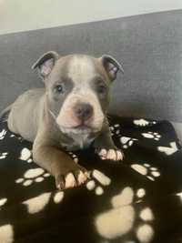 Samiec Szczenię American Bully Pocket Blue