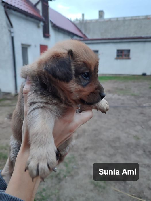 Szczeniaki do adopcji