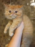 Котенок Сибирский+Скоттиш страйт