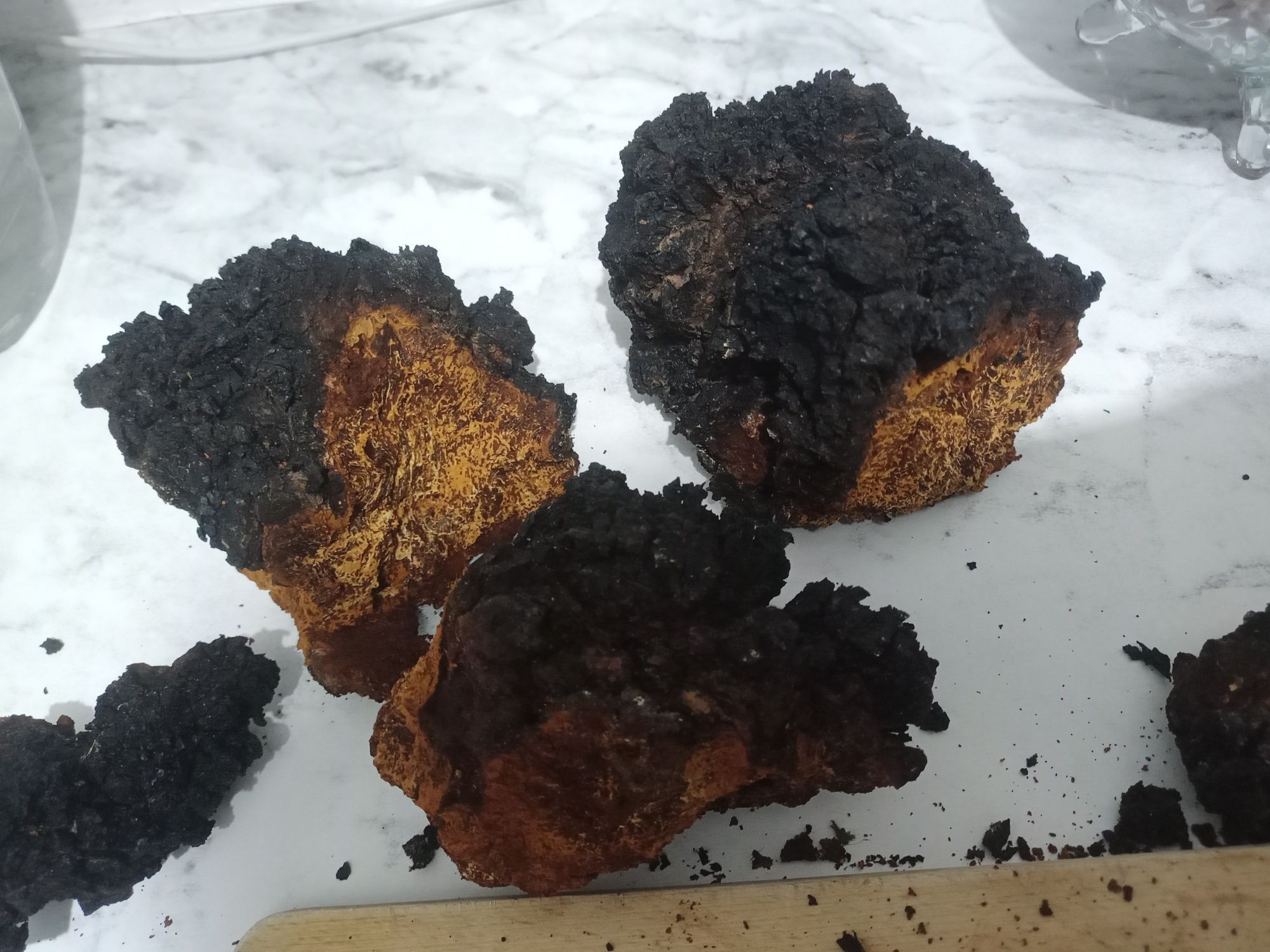 Grzyb czaga chaga błyskoporek podkorowy brzozowa 100g