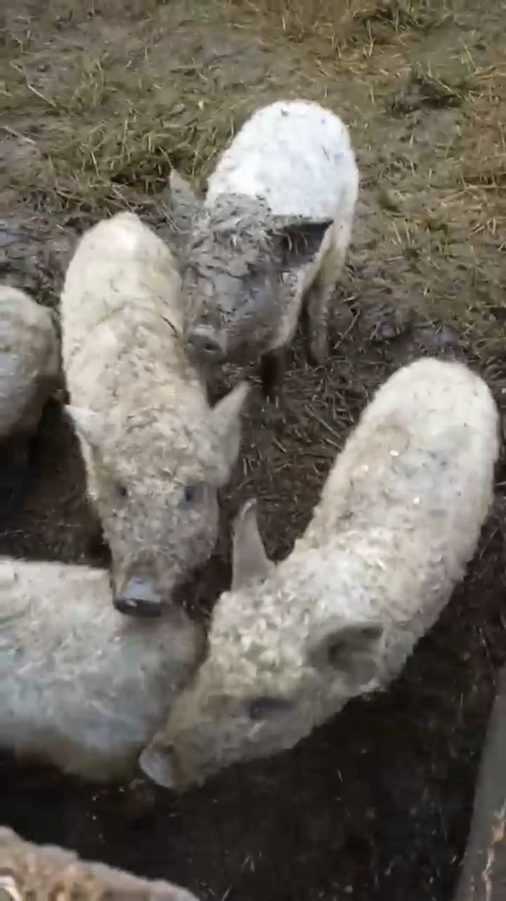 АКЦІЯ! Хрячки породи Венгерська мангалиця
