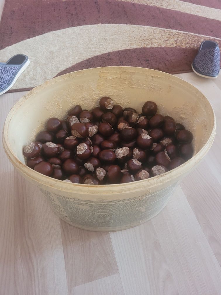 Kasztany  sprzedam