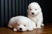 Samoyed szczenie RODOWOD ZKwP