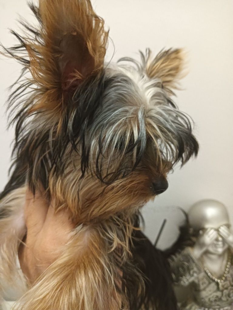 Yorkshire Terrier  macho miniatura