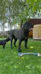 Cane Corso Italiano  PER AMORE del CORSO