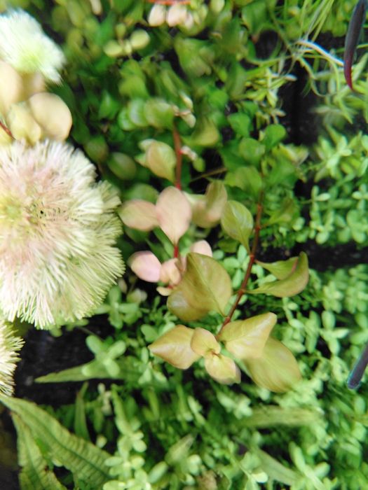 Roslinki akwariowe zestaw 15 szt