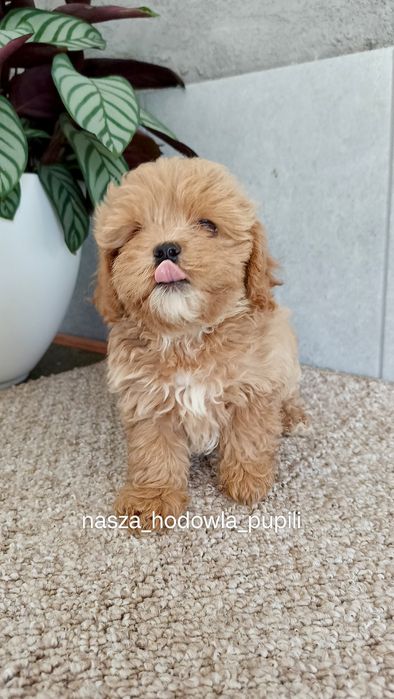 Maltipoo F1 piesek ze sprawdzonej hodowli