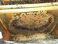 Продам Бджолосімї пчелосемьи Київська область бджоли пчелы