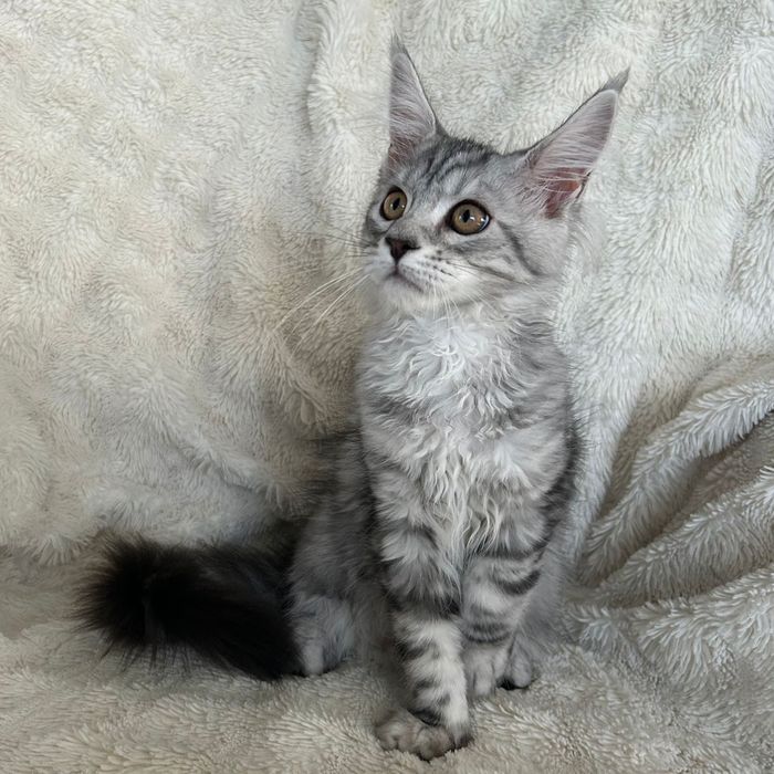 Alice , kotka Maine Coon linia Shaded