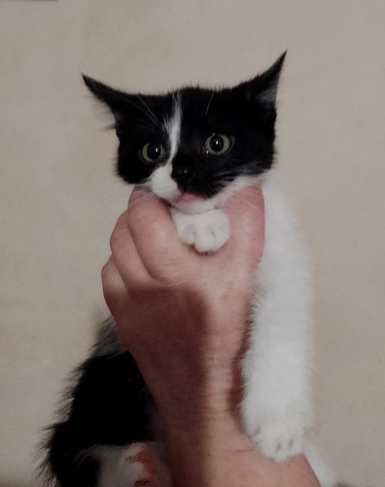 Отдам котёнка-девочку