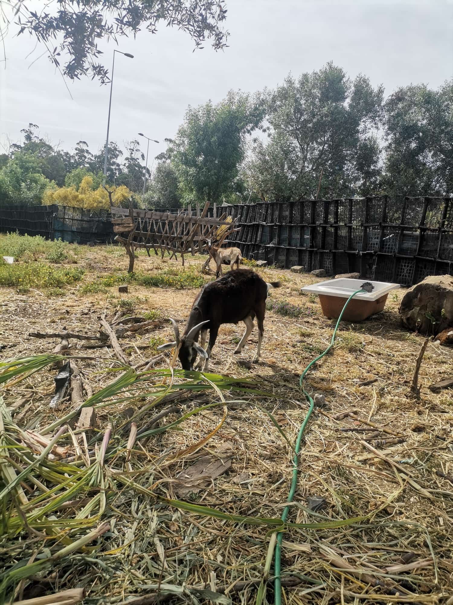 Venda de lote cabritos e cabras