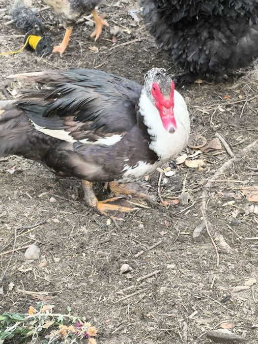 Sprzedam Kaczki                ;