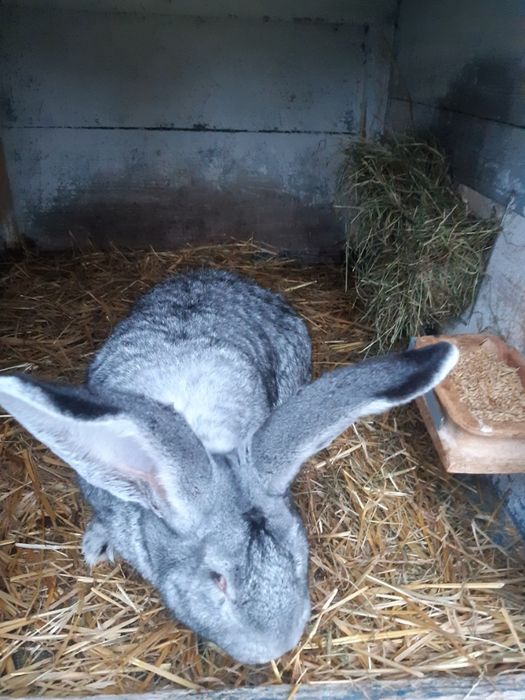 Króliki belgijskie szynszylowate