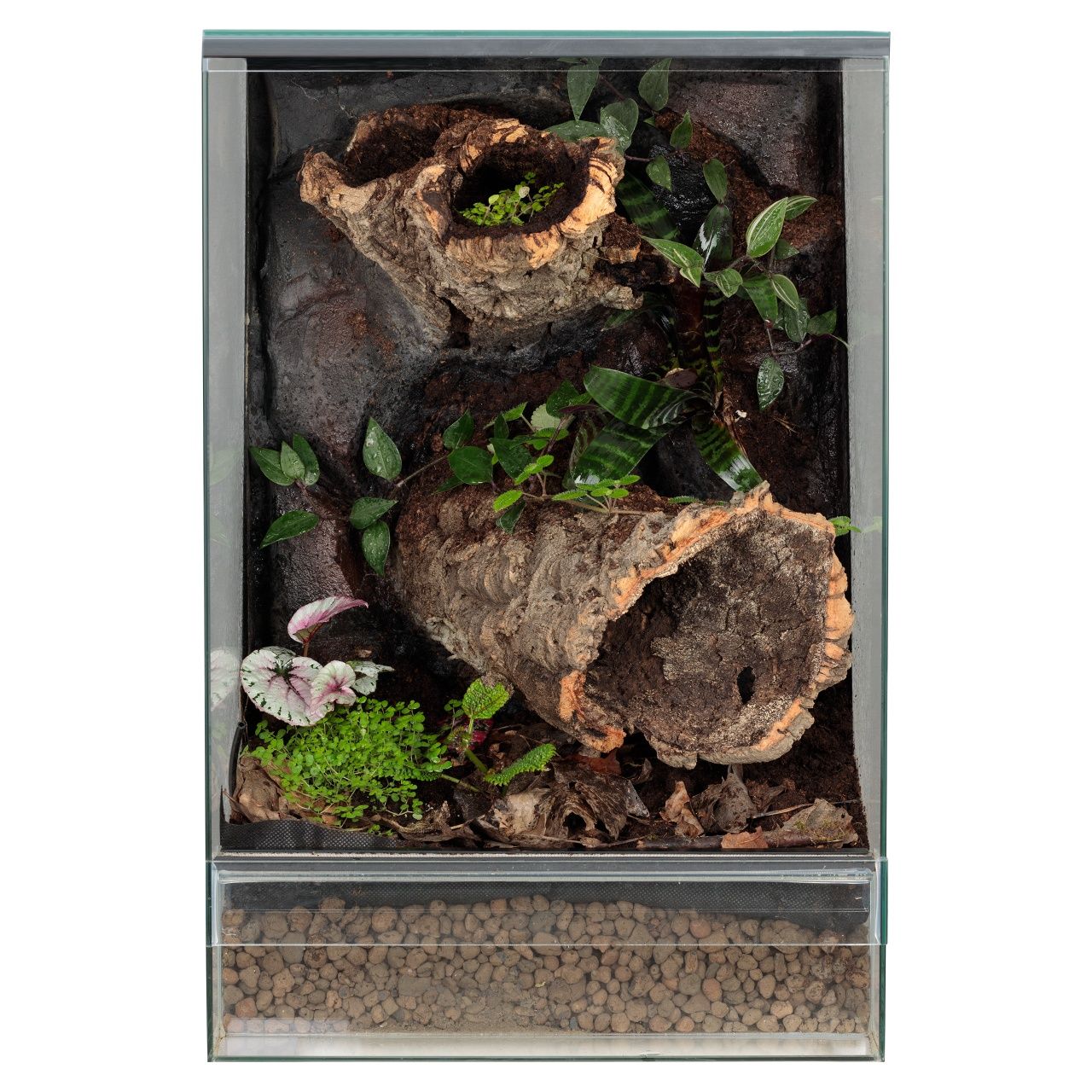 Wiwarium terrarium paludarium