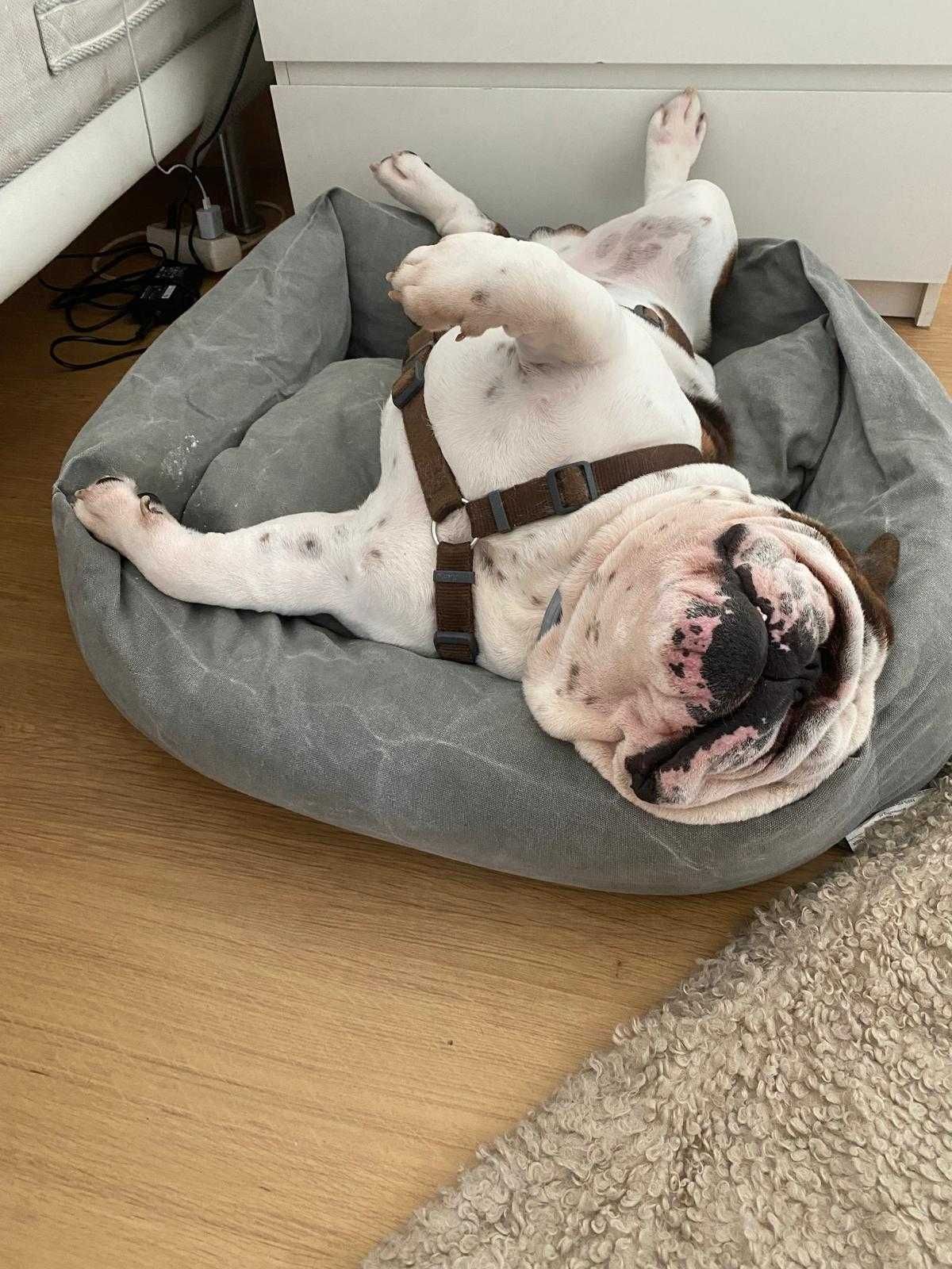 Bulldog inglês para adopção