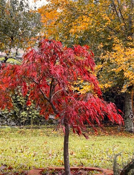 ZEN # Casa do Brezo , Paredes de Coura