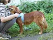 Cudna suczka Zuzia do adopcji!