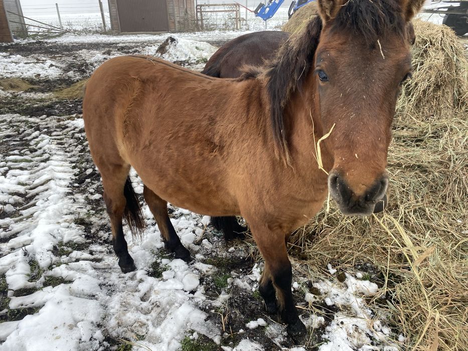 Ogierki huculskie 2024