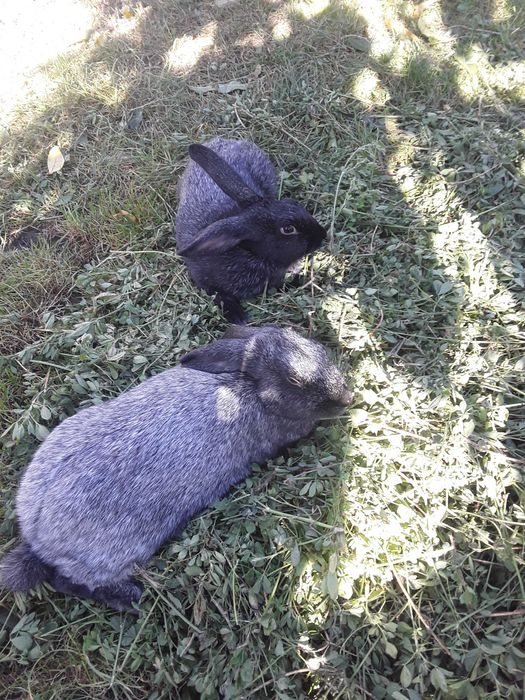 Кролі Полтавське срібло.