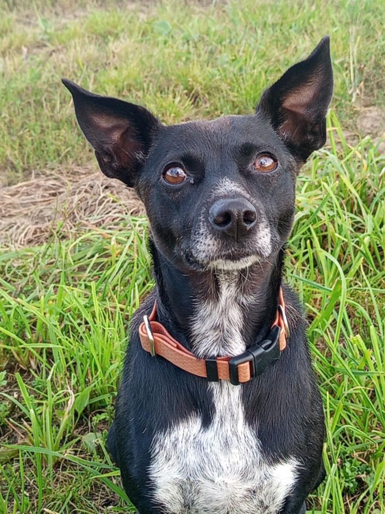 Nulka poleca się do adopcji