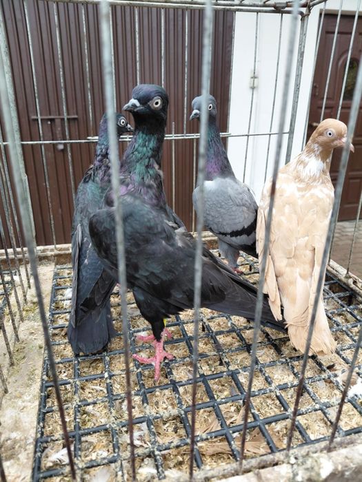 Gołębie ozdobne Wiedeńskie