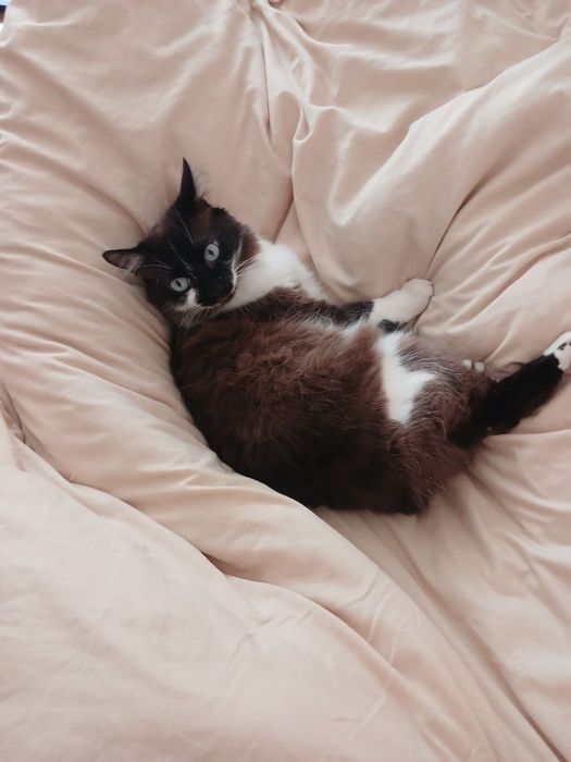 Зник кіт! Допоможіть знайти!