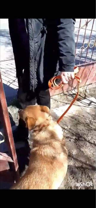 Спеціаліст з виховання  . Кінолог .Зоопсихолог.Перетримка