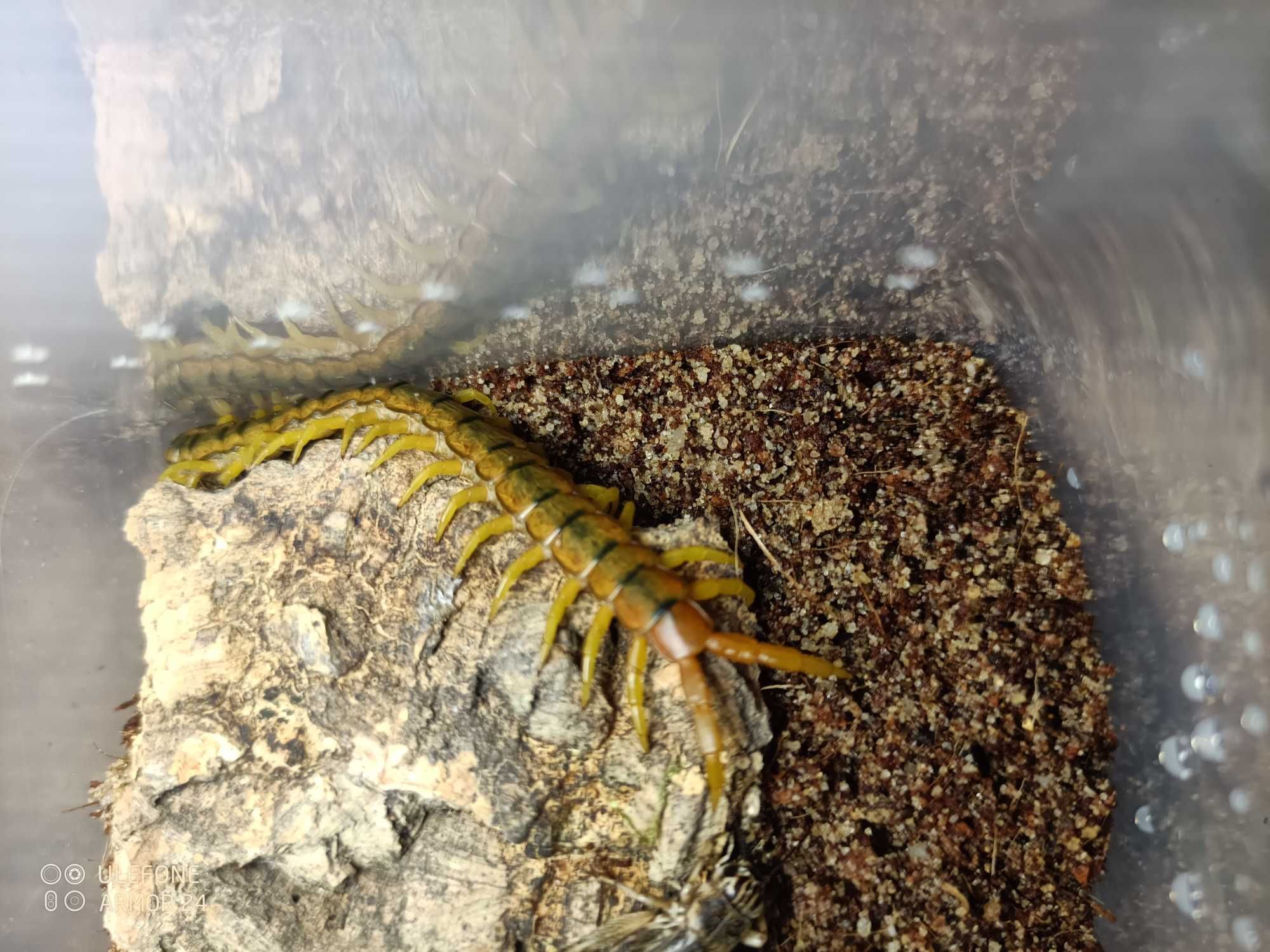 Skolopendra cingulata dla początkujących piękna, wysyłka GRATIS!