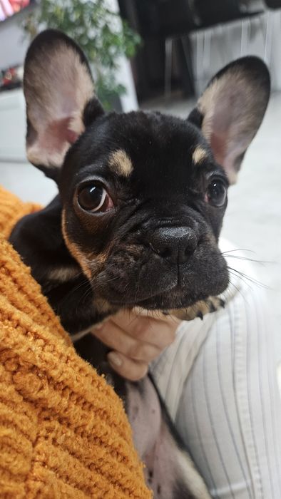 Buldog francuski suczka