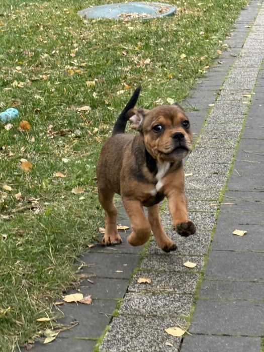 Staffordshire Bull Terrier - Dostępny piesek Staffik